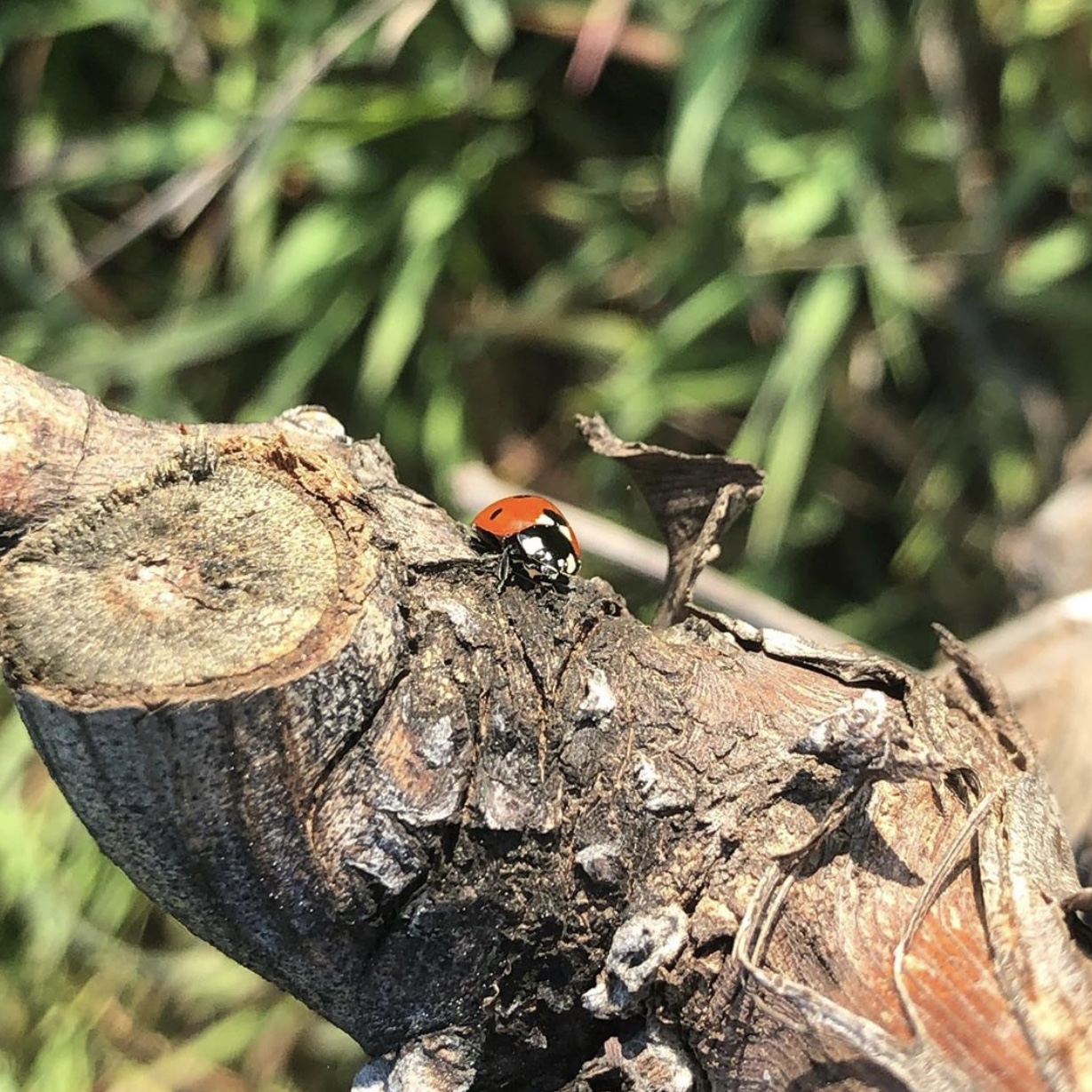 IMG_7856 coccinelle